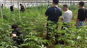 製毒溫室，大麻，戶外種植「4個足球場大」，3甲，超扯畫面曝　雲林警抄10億大麻，5嫌收押(圖／翻攝畫面)
