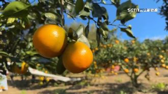 獨／苗產橘1500公頃　沾醬油獵奇吃