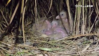 保育類草鴞全台僅5百隻！育雛遭誘拍干擾