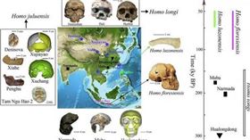 許家窯遺址出土的古人類化石和其他骨骼，為巨顱人可能為獨立物種提供重要線索。（圖／翻攝自Nature Communications期刊）