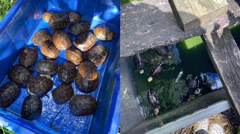 淡水男抓280隻保育龜　養在塑膠桶裡虐死