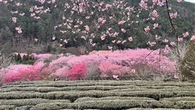 武陵農場，櫻花季提早2天，2/8-23 ，管制，寒假前可衝一波(圖／武陵農場提供)