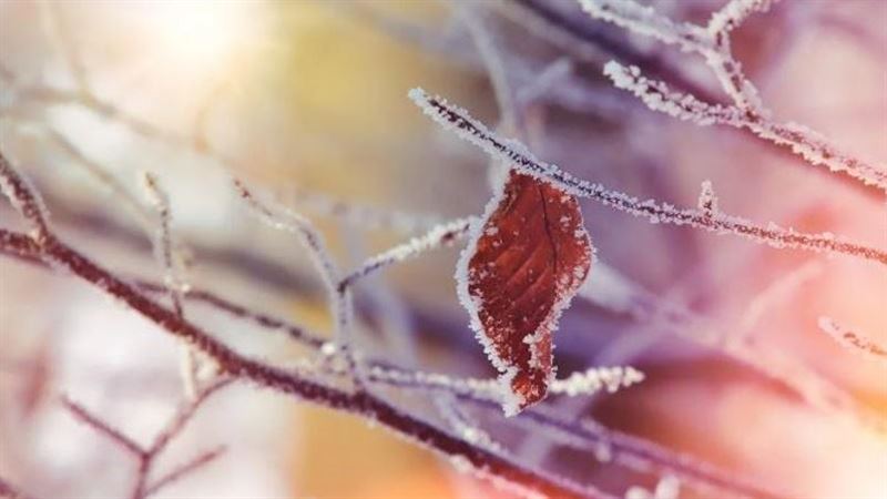 迎接大雪節氣，3生肖運勢飆升　財運爆發