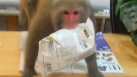 有隻獼猴闖進青泉街一間滑板服飾店搶劫，叼著一包洋芋片後立即開溜，實在讓店家哭笑不得。（圖／翻攝自Threads＠nevermind_sk8shop）