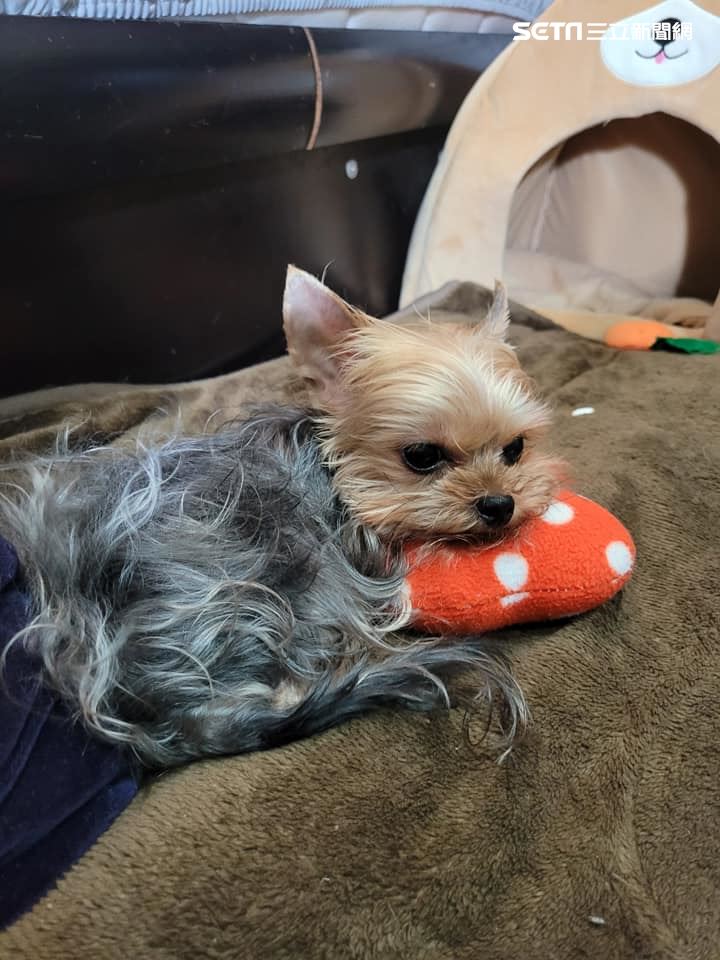 狗狗若缺乏規律散步,容易出現焦躁與健康問題,也讓專業Dog Walker職業遛狗人(遛毛孩員)行業需求持續升溫。(圖/記者李宜樺攝)