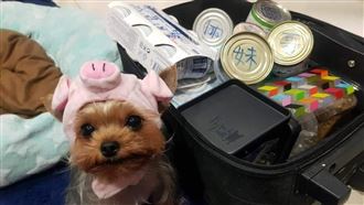 寵物鮮食檢出沙門氏桿菌　這6產品不合格