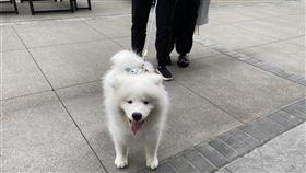 華府寵物狗美聯社一份對超過12萬名選民進行的民調指出，養狗及貓狗都養的選民更可能挺川普，只養貓的女性選民則支持民主黨總統候選人賀錦麗。圖為華府的寵物狗。中央社記者鍾佑貞華盛頓攝  113年12月8日