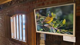 「東引鳥神林利中全台首展」馬祖登場（2）「東引鳥神林利中全台首展」正在馬祖東引中路故事館祥記商店展出，免費開放參觀。呈現東引鳥類重要紀錄者林利中的精選之作。在展出的20張照片中有6張為全台首筆拍攝紀錄，相當珍貴。（東引鄉公所提供）中央社記者潘欣彤傳真  113年12月7日