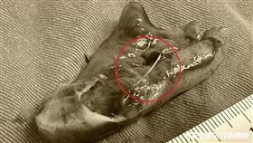 魚骨頭突破闌尾／受訪者提供