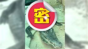 ▲園內有條鱷魚竟瘦成「皮包骨」。（圖／翻攝畫面）