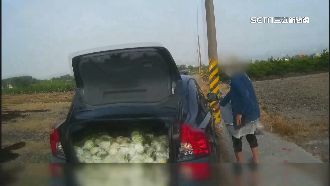 婦人開名車偷芭樂慘了！多到後車廂不夠裝