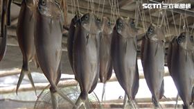 收成後製作成一夜乾（圖／翻攝自寶島神很大）