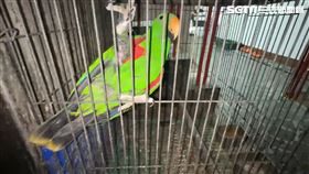 屏東,鸚鵡,社維法,噪音