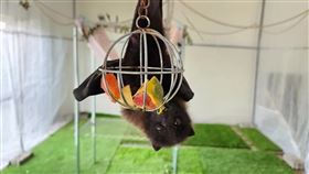 林業及自然保育署花蓮分署今年4月間營救了一隻受傷的台灣狐蝠「蝠寶」，經過200多天的照料和治療，上月12日野放，但追蹤小組12月6日發現蝠寶身上的GPS發報器掉落，經勘查周遭環境，發現狐蝠毛髮、殘體，疑已遭猛禽掠食。