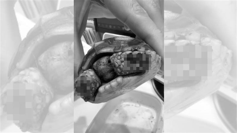 小象龜被黃金鼠啃咬！飼主留信求醫生救牠
