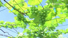 (推)星宇航空1824I181117