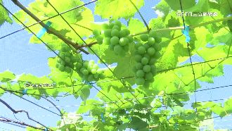 星宇航空攜手本土品牌！打造高空饗宴