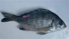 大陸浙江省就有一名男網友分享，近日他去釣魚時，竟捕獲一條「掛名牌」的黑鯛。（圖／擷取自微博）
