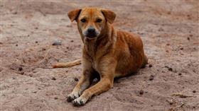 野狗,流浪狗。（圖／翻攝自Pixabay）