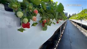 颱風.萎凋病減產五成 草莓價飆至每斤600元