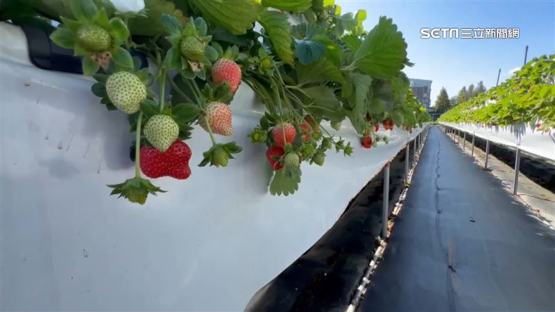 2事害減產五成　草莓價飆至「每斤600元」