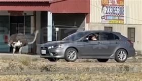 台中、烏日、鴕鳥、逃家