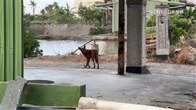 路邊野狗竄出! 婦人摔車倒地又遭追撞亡