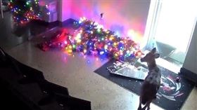 撞倒聖誕樹後隔天，鹿平靜地站在辦公室中。（圖／翻攝自A.M Botte Mechanical臉書）