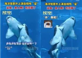 海洋館2鯊魚自相殘「鯊」？專家：在愛愛（圖／翻攝畫面）