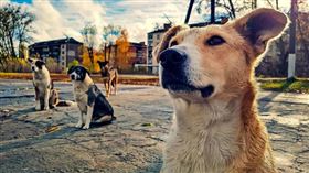 車諾比核災狗基因突變　後代對重金屬免疫