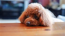 ▲紅貴賓閒晃遭惦記 機車男抱走判55日拘役（示意圖／Pixabay）