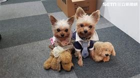 飼主別踩雷！寵物凍乾網購爆違規案件　一年百起已重罰千萬（圖／李宜樺攝）毛小孩　毛經濟　　furkids