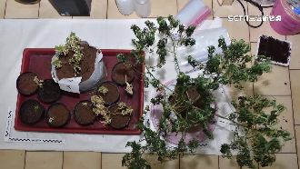 高材生淪製毒師！警破毒品溫室市價2850萬