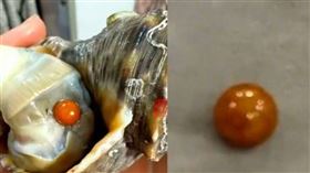 家宴吃出超稀有「珍珠界勞斯萊斯」，女子又驚又喜。（圖／翻攝自微博）