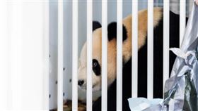 中國兩隻貓熊「星秋」和「怡蘭」15日抵達澳洲，開啟新一輪中澳貓熊保護合作研究。（圖取自facebook.com/AdelaideZoo）