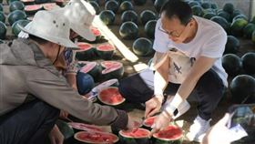 黑皮西瓜,馬卡龍黑皮西瓜
（圖／農友種苗公司提供）