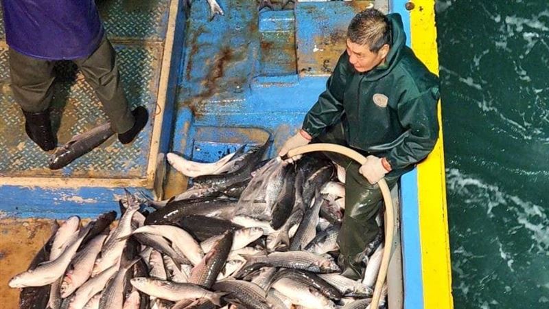 捕獲1500尾「正頭烏」!漁民百萬年終入袋