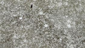 今日玉山飄初雪。（圖／氣象署提供）