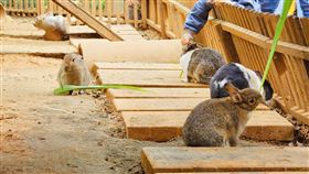 圖／埔心牧場提供