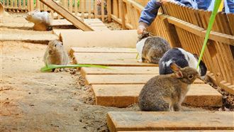 埔心牧場排第二！台灣最強農場狂吸61萬人