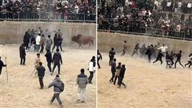 鬥牛變集體鬥毆！中國人類更暴力，牛牛看傻眼。（翻自《極目新聞》）