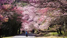 武陵農場，櫻花季提早2天，2/8-23 ，管制，寒假前可衝一波(圖／武陵農場提供)