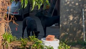 黑狗,人頭骨,菜園,新竹（圖／民眾提供）