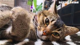 全台鏟屎官注意！明年元旦起　家貓必須登記植晶片　罰金高達15,000元
貓
寵物 毛小孩 furkids
(圖／李宜樺攝)