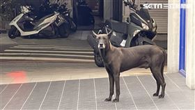 黑狗,人頭骨,竹東鎮,小偷,電纜,摔死