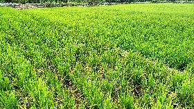 新育成稻米「桃園7號」可對抗稻熱病