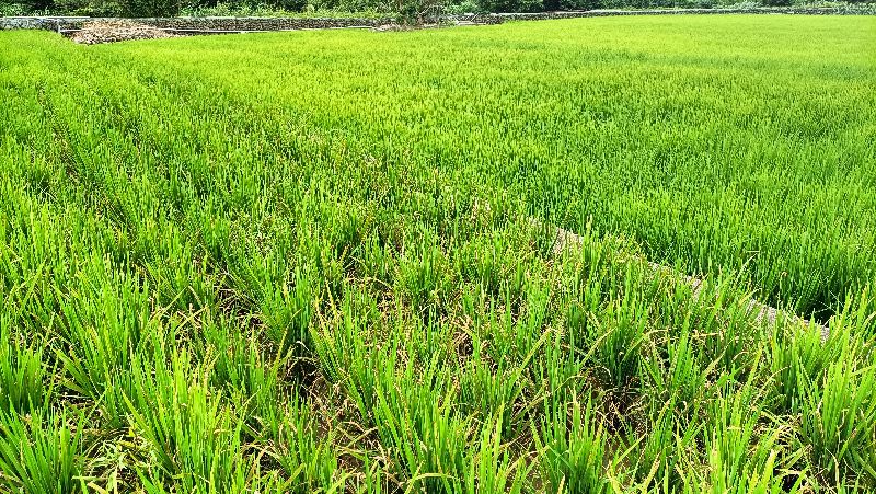 廖大乙表示,把握「芒種」的時節改運,讓下半年可以順利通過。(示意圖/桃園農改場提供)