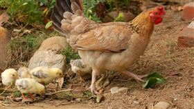 母雞、小雞、雞、雞隻、蛋（示意圖／翻攝自PIXABAY