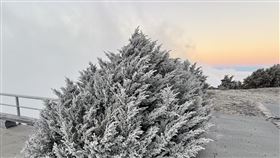 玉山樹梢結冰！「霧淞+雨淞」一片白茫茫　夢幻銀色仙境美翻（圖／中央氣象署）
