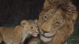 《獅子王：木法沙》中反派角色，是致敬日本漫畫之神手塚治虫60年代的經典創作《小獅王》。（圖／迪士尼提供）